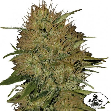 Mr. Jack Mass - Mr Hide - variedad feminizada - Grow Barato