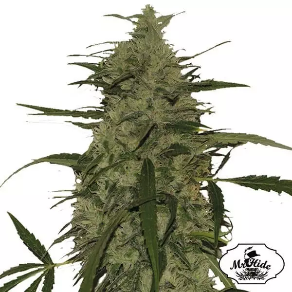 View Mr. Amnesia Mass Cannabis Plant