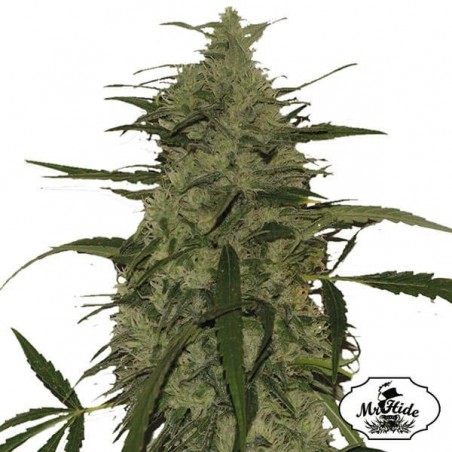 Mr. Amnesia Mass - Mr Hide - variedad hembra - Grow Barato