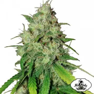 Mr. Shiska Cannabis Plant