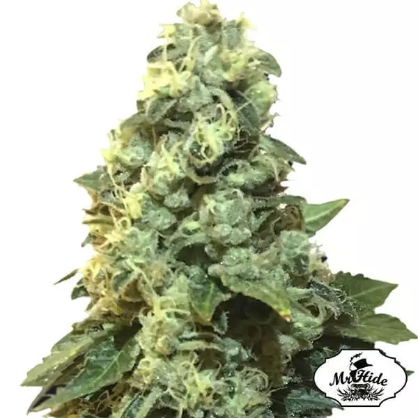 View Mr. 420k Cannabis Plant