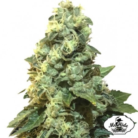 Mr. 420K de Mr Hide Seeds 100% feminizadas - Grow Barato