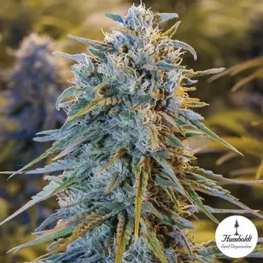 Blue Dream Cannabis Plant