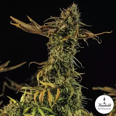 Blueberry Headband Fem de Humboldt Sementes - GB The Green Brand