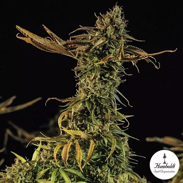 View Blueberry Headband Fem de Humboldt Seeds - Grow Barato