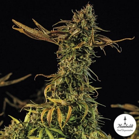 Blueberry Headband Fem de Humboldt Seeds - Grow Barato
