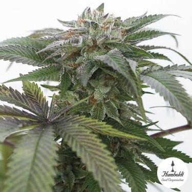 Bubba Kush 2.0 Cannabis Plant