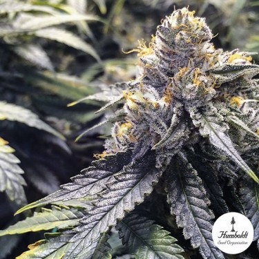 Bubba's Gift Cannabis Plant