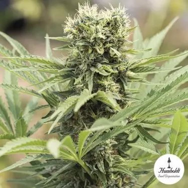 Dedoverde Haze Cannabis Plant