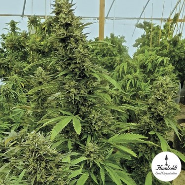 Plante de marijuana ChemDawg