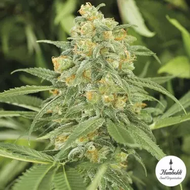 Green Crack 2.0 da organização de sementes de Humbolt - GB The Green Brand