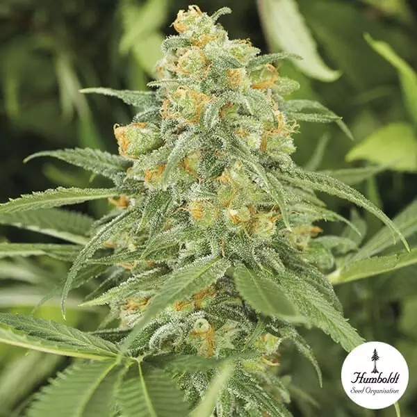 View Green Crack Cannabis Plant