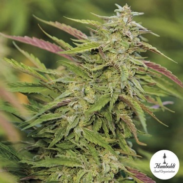Purple Trainwreck Cannabis Plant