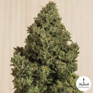 Blue Dream CBD Humboldt Seeds feminizada - Grow Barato