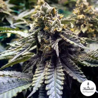 Chocolate Mint OG 2.0 de Humboldt Seeds - Grow Barato