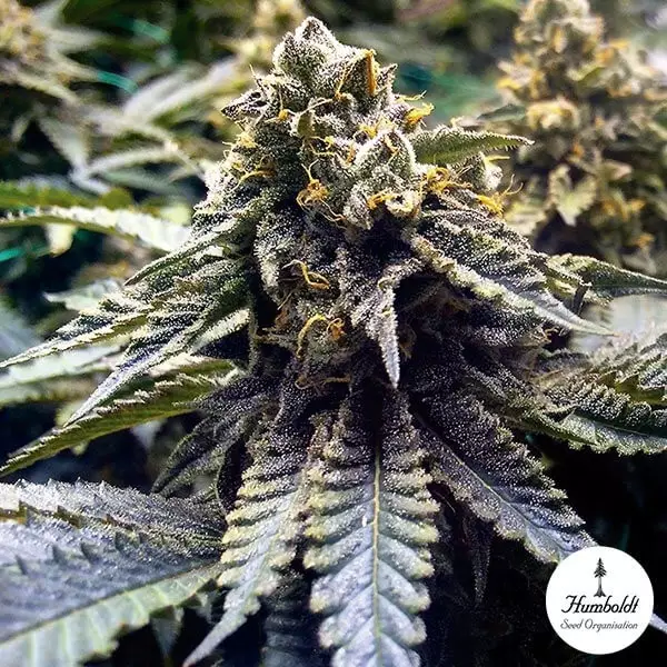 View Chocolate Mint OG 2.0 de Humboldt Seeds - Grow Barato