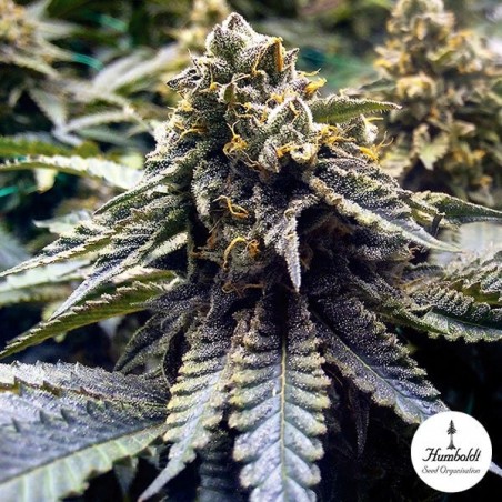 Chocolate Mint OG 2.0 de Humboldt Seeds - Grow Barato
