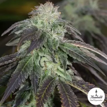 OG Kush Cannabis Plant