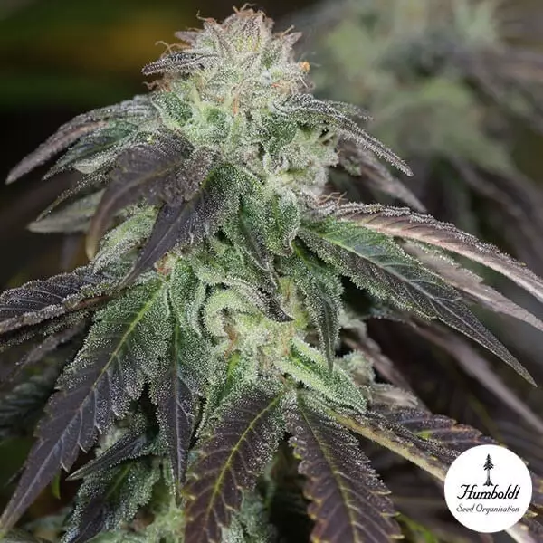 View OG Kush Humboldt Seeds