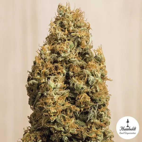 View Green Crack CBD de Humboldt Seeds Org. - Grow Barato