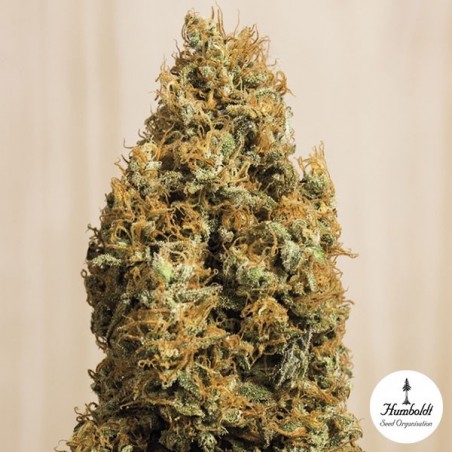 Green Crack CBD de Humboldt Seeds Org. - Grow Barato