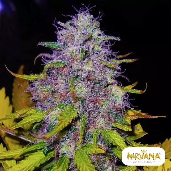 View Jock Horror Cannabis Plant