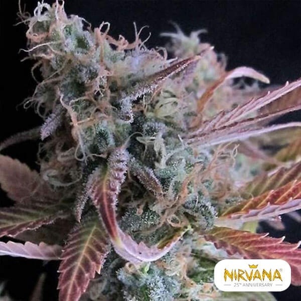 View Raspberry Cough planta de marihuana