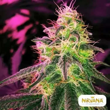 Blackjack de Nirvana Seeds feminizada - Grow Barato