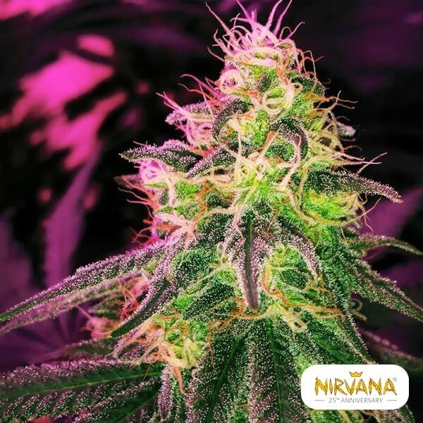 View Blackjack de Nirvana Seeds feminizada - Grow Barato
