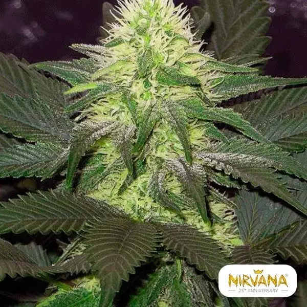 View Planta de maconha Blackberry