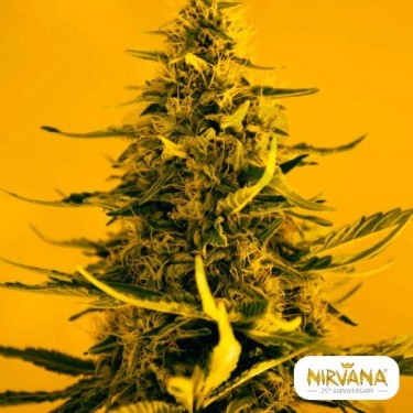 White Widow marijuana plant