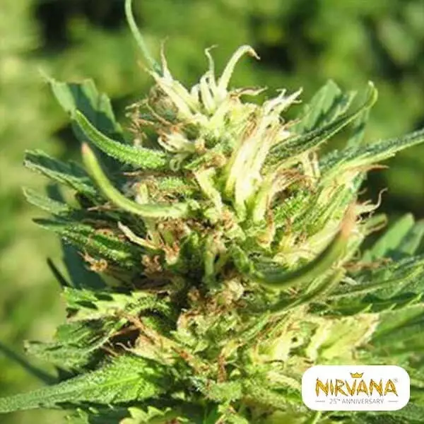 View Super Skunk planta de marihuana