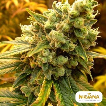 Sativa's Sour Diesel planta de marihuana