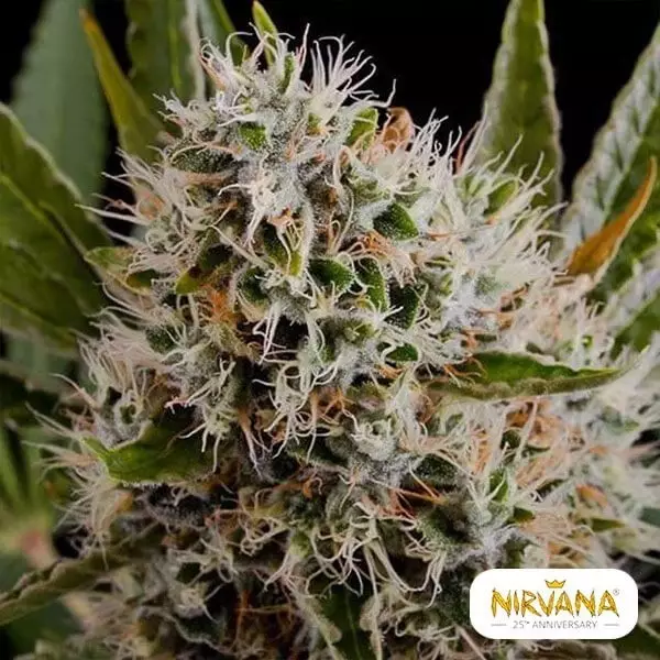 View Lithium OG Kush cannabis plant