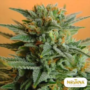 Planta de maconha PPP