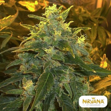 Northern Light planta de marihuana