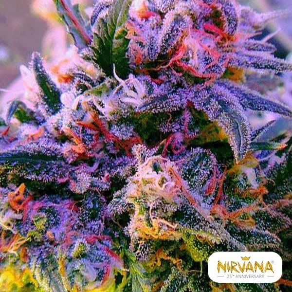 Aurora Indica cannabis plant