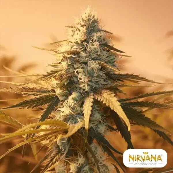 View Ak 48 planta de maconha