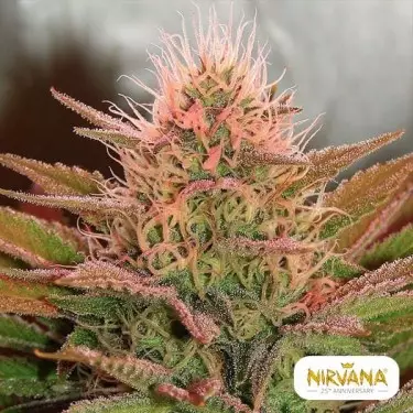 Planta de maconha Bubblelicious