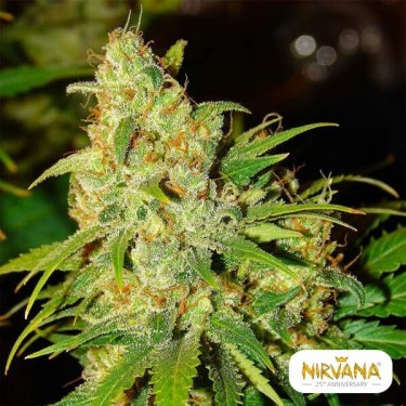 Fábrica de maconha de autoflorescente Bubblelicious