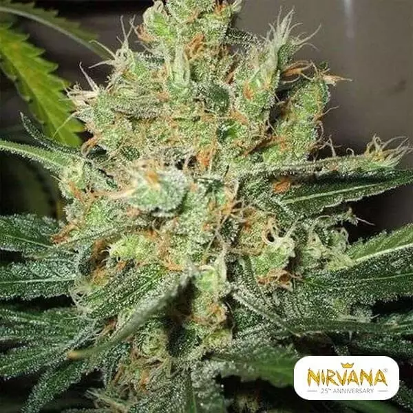 View Pure Power Plant regular planta de marihuana