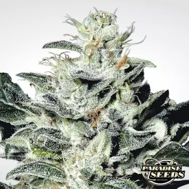 Sensi Star planta de maconha