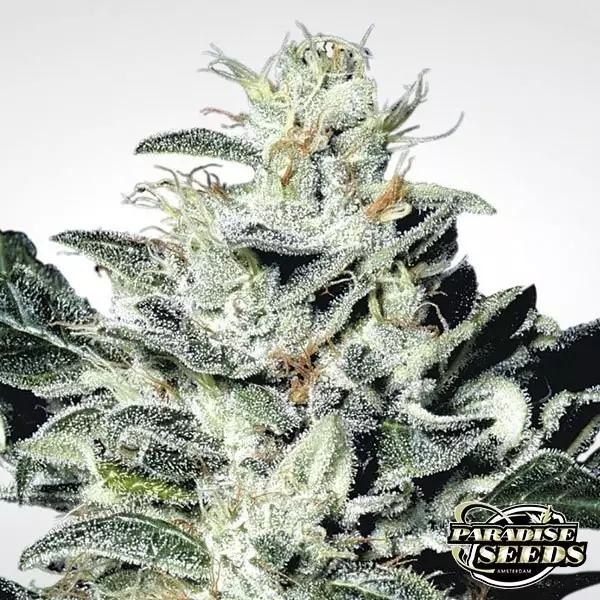 View Sensi Star planta de marihuana