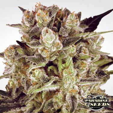 Durga Mata II CBD planta de marihuana