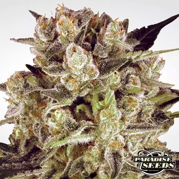 View Durga Mata II CBD planta de marihuana