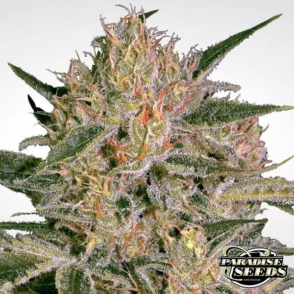 View Nebula II CBD planta de marihuana