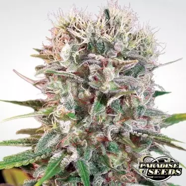 Planta de maconha Wappa