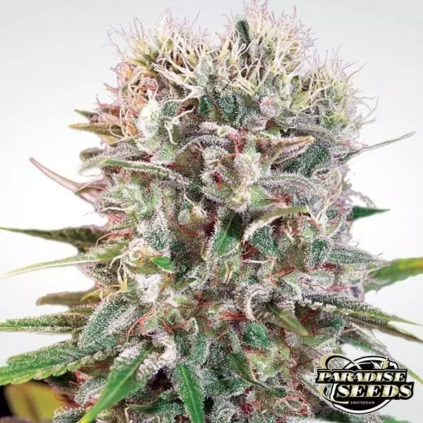 View Wappa planta de marihuana