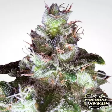 Original White Widow cannabis plant