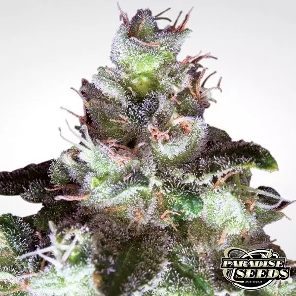 View Original White Widow planta de marihuana